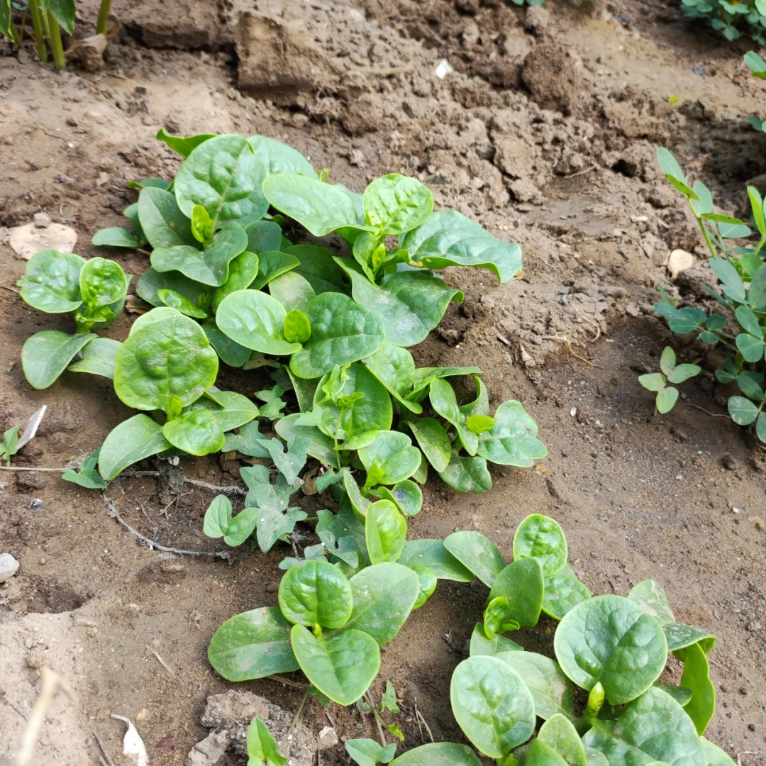 5种农作物+1种花