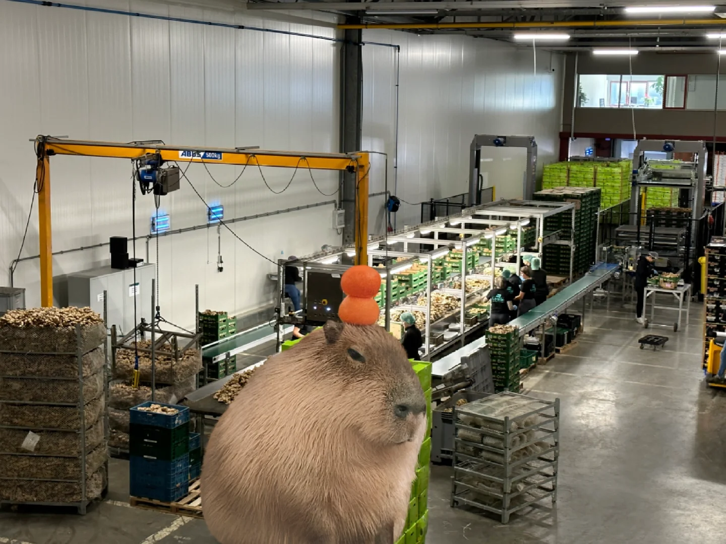 公司位于荷兰??的加工厂换新升级