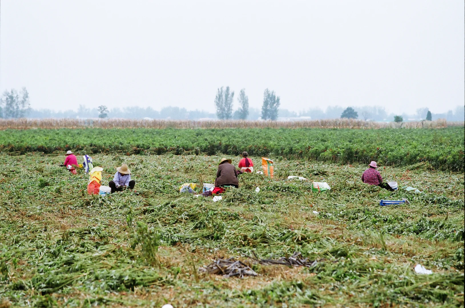 研岗村：河南漯河临颍县小村庄的秋天