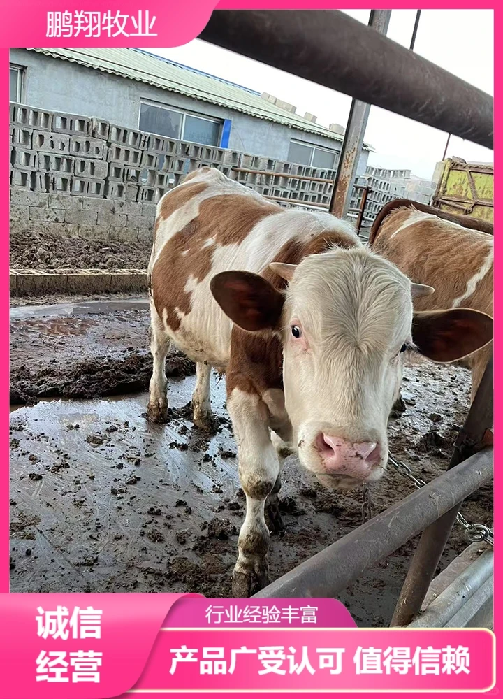 鹏翔牧业公牛