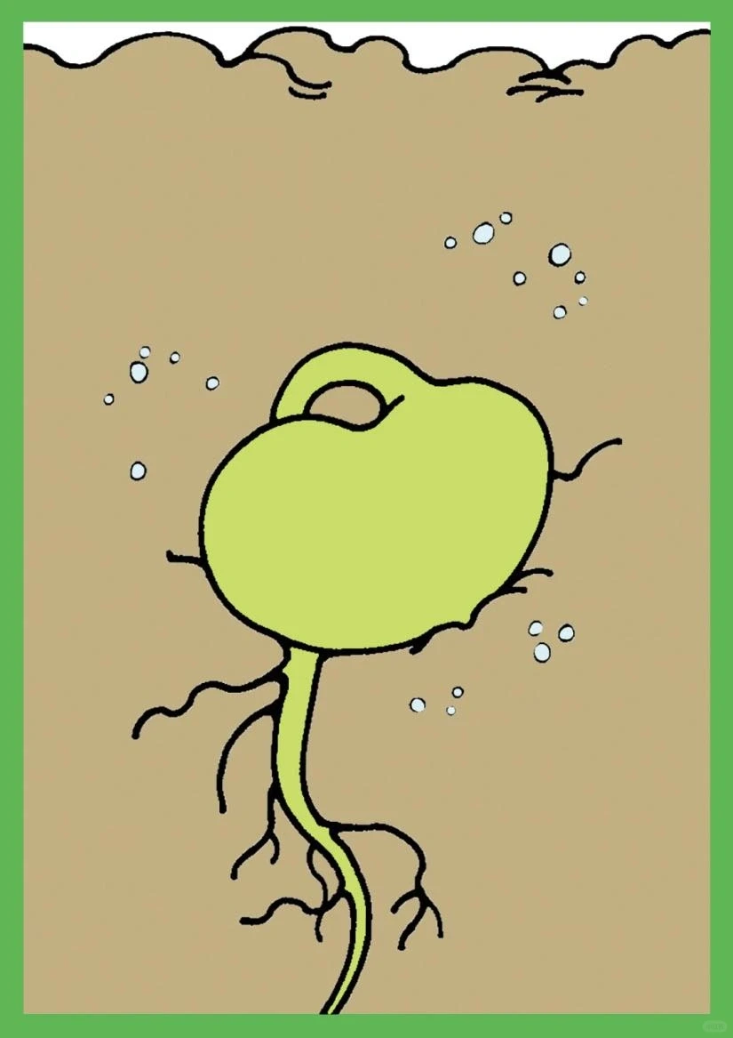 植物素材9-玉米、大豆成长周期序列卡