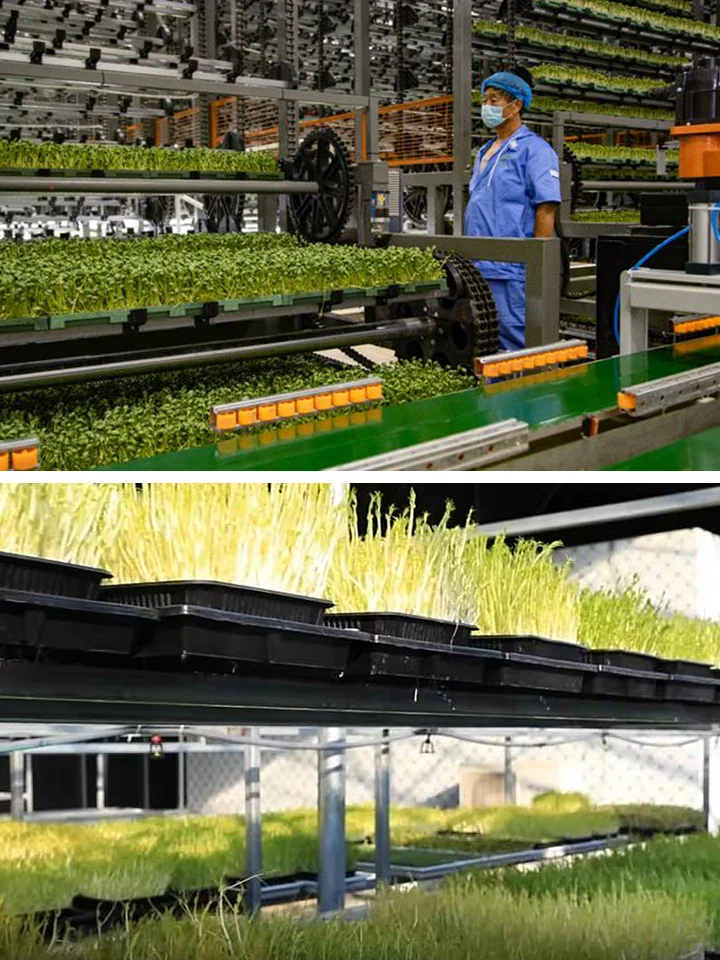 豆苗菜立体植物工厂，全程自动化，年产50茬