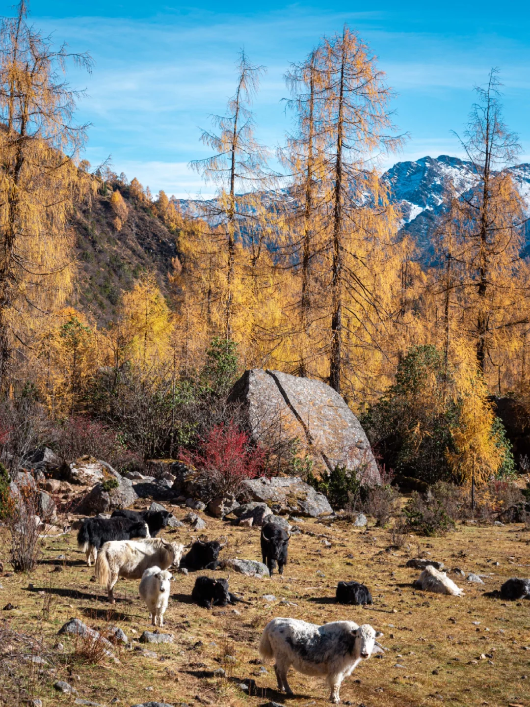 分享一个清净点的周末赏秋秘境?