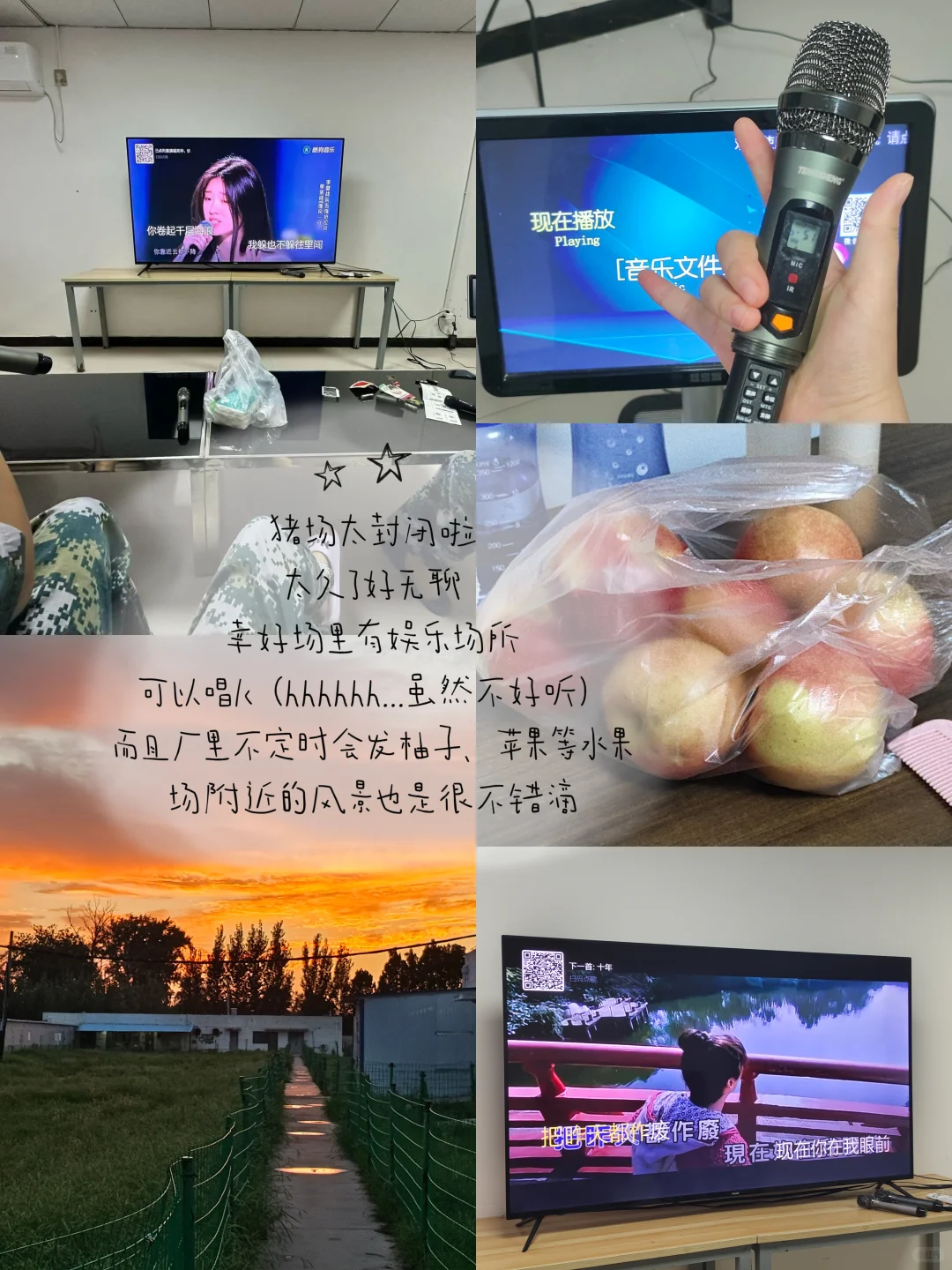 23在读女大|在猪场实习的两个月