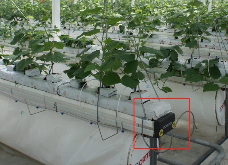 荷兰进口滴灌管 是这么干的