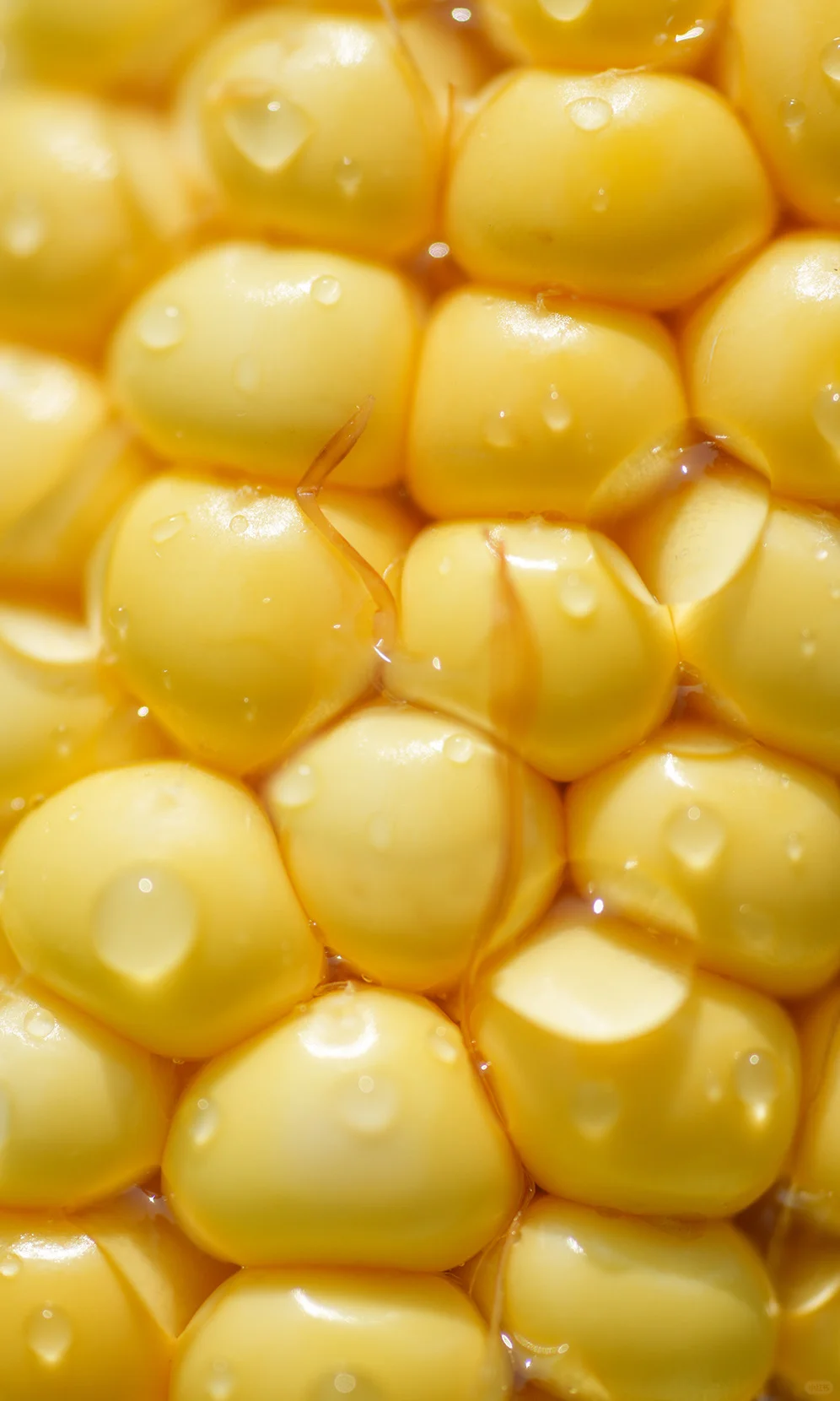 治愈能量站✨一些有生命力的玉米