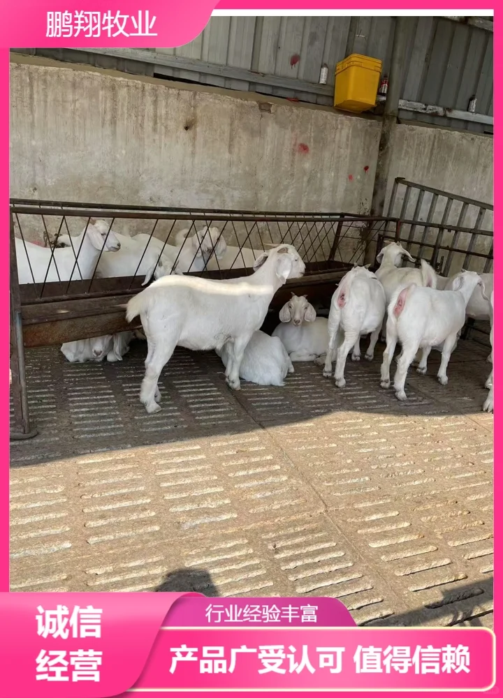 鹏翔牧业小羊