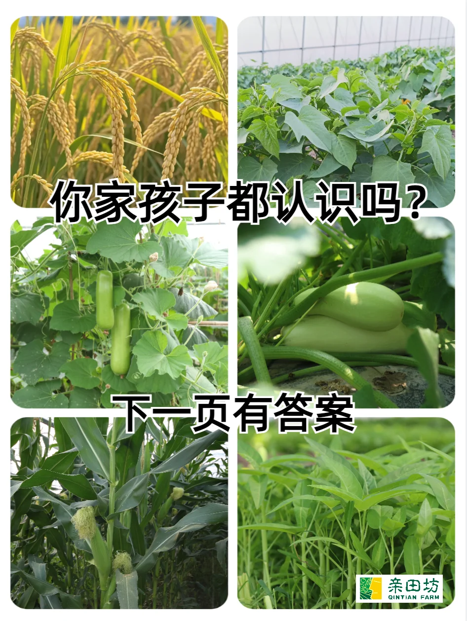 自然课堂︳你家孩子能区分哪些农作物?