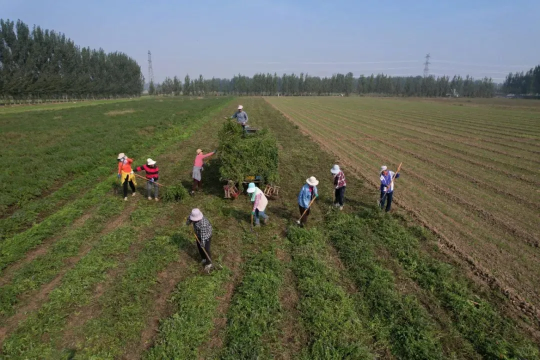 滨州邹平市韩店镇：留兰香飘促增收