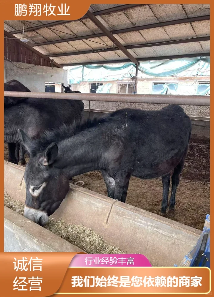 鹏翔牧业小毛驴