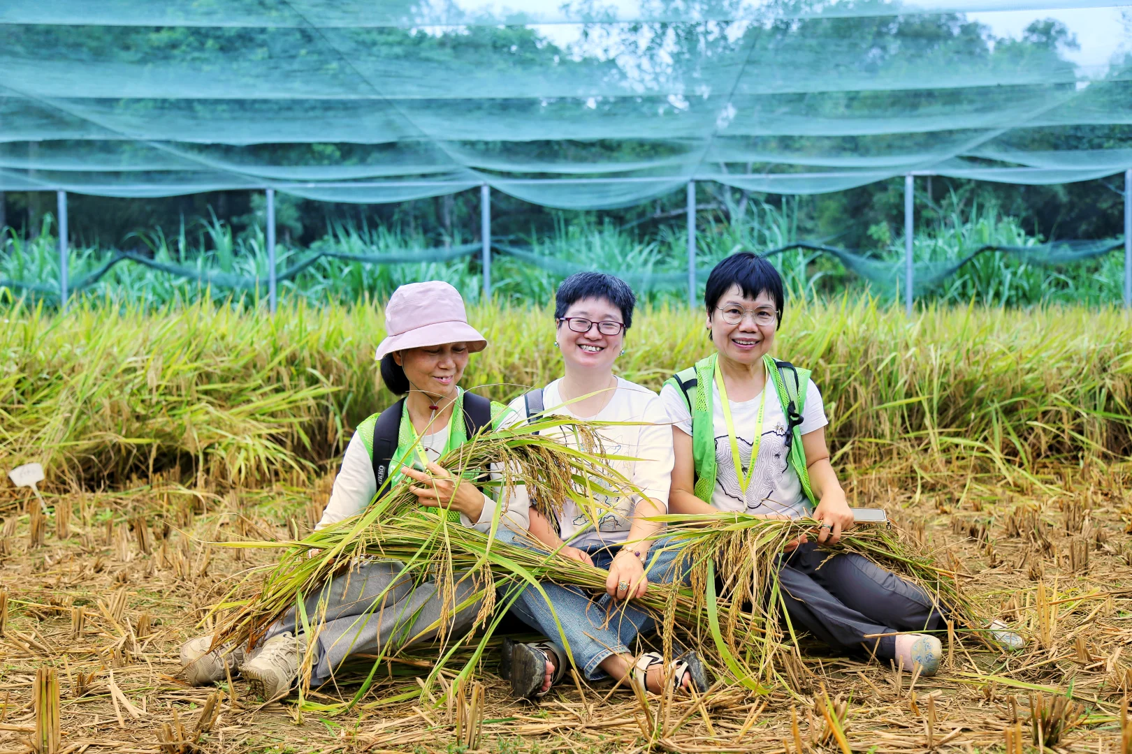 一起来割稻子吧