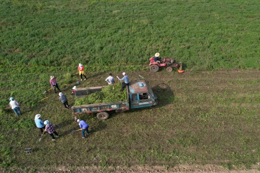 滨州邹平市韩店镇：留兰香飘促增收