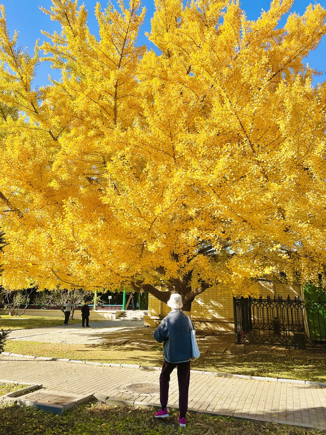 11.13实况｜天呐❗️农展馆银杏还美在巅峰‼️
