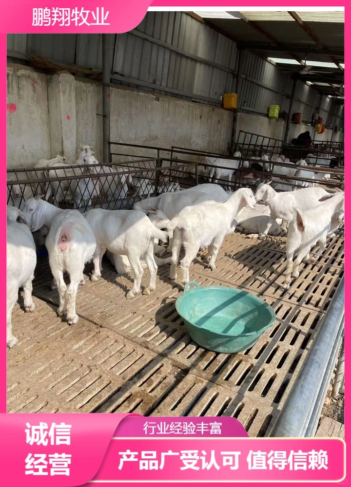 鹏翔牧业美国白山羊