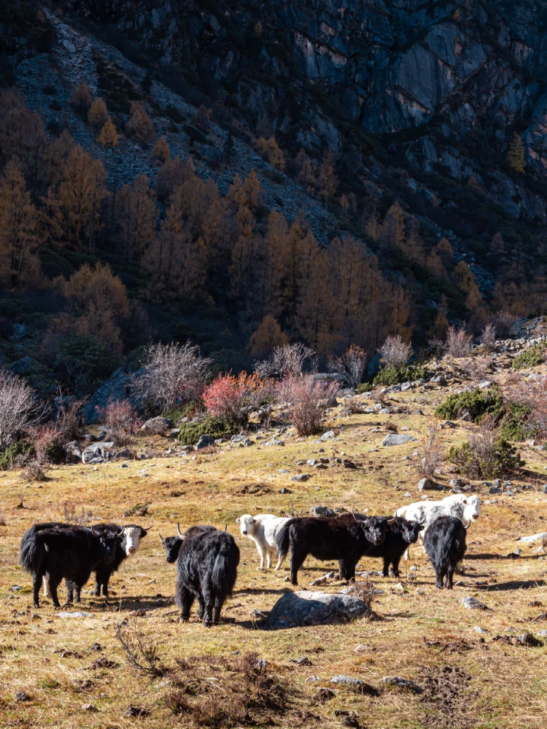 分享一个清净点的周末赏秋秘境?