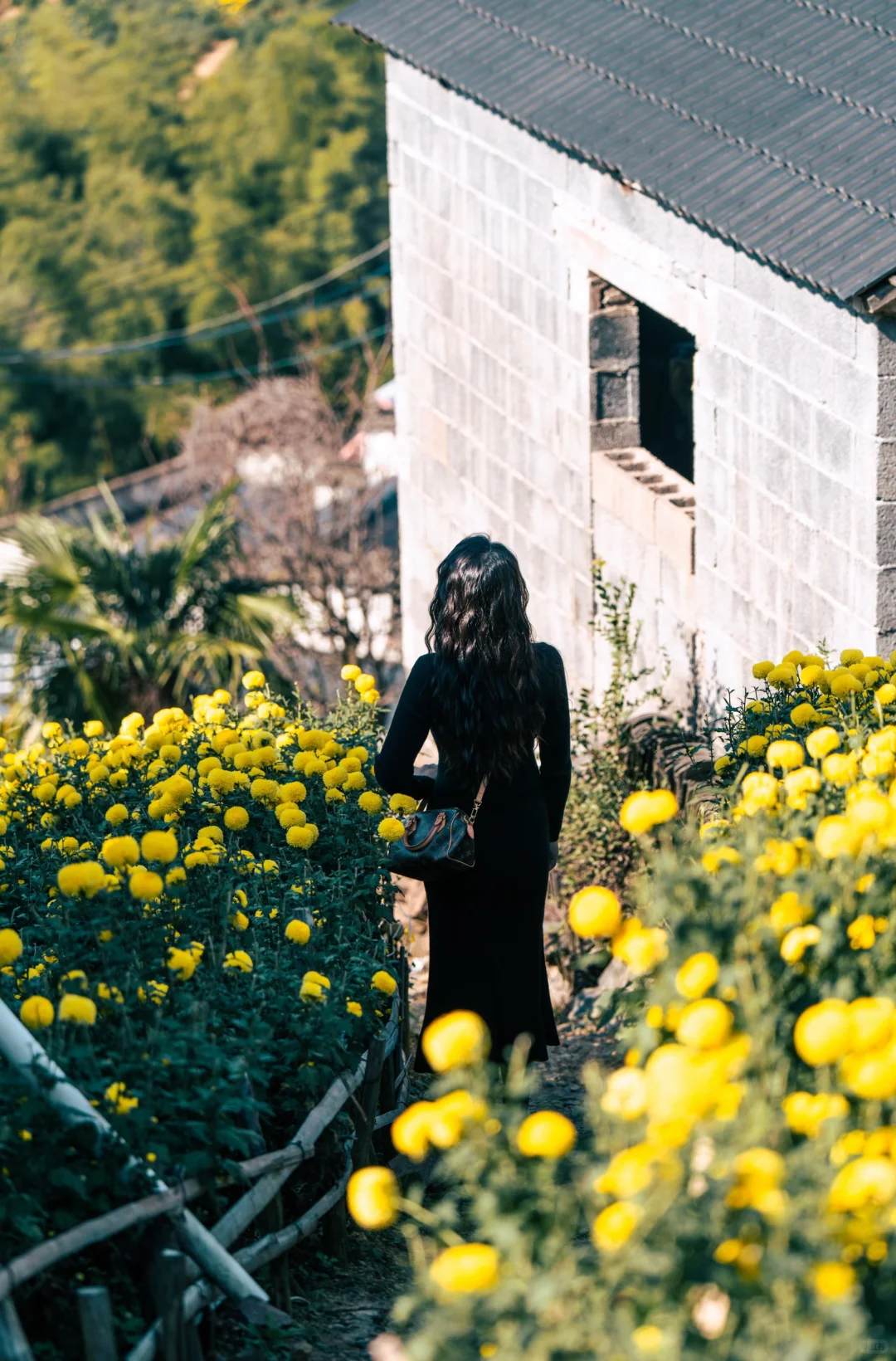 皖南的秋:待到徽州秋尽日，我花开后百花杀