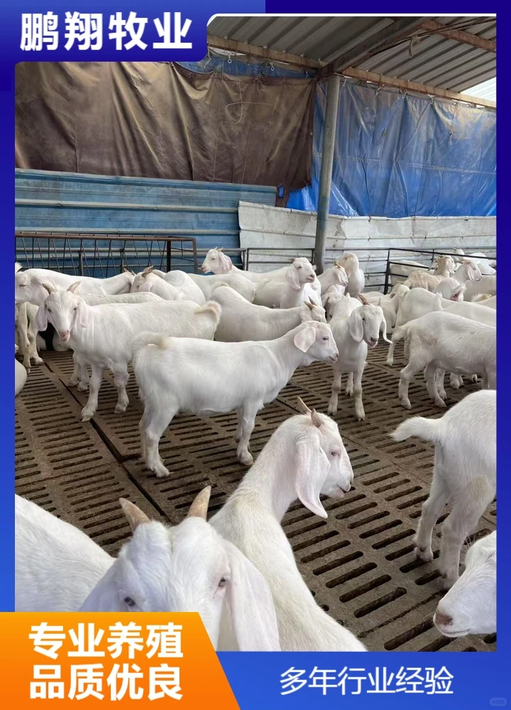 鹏翔牧业种公羊