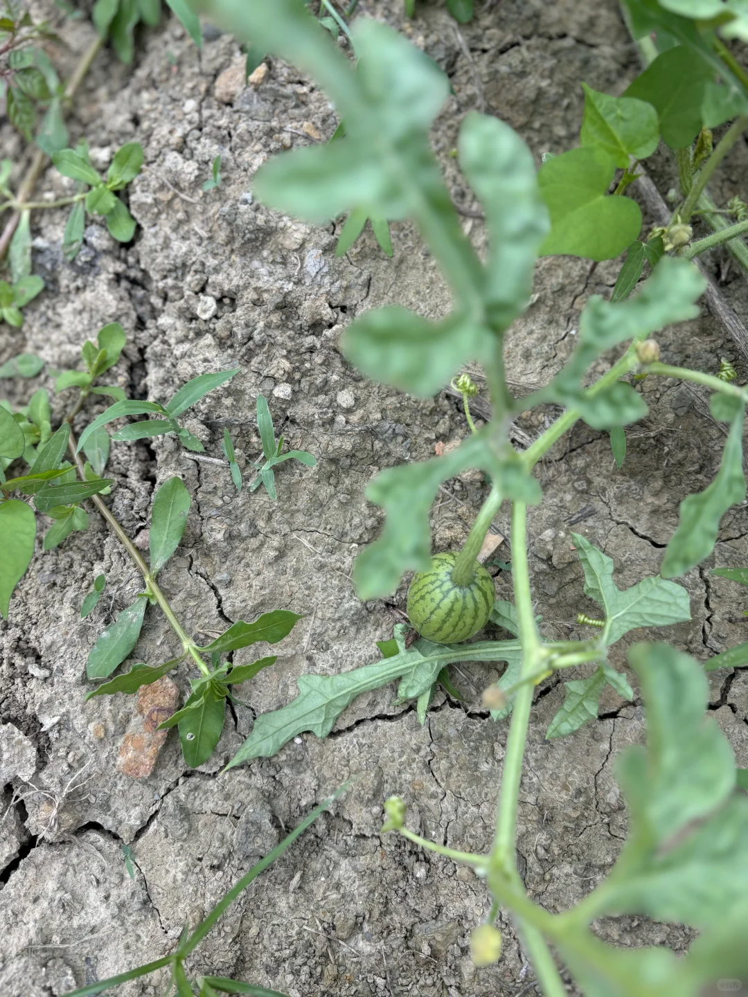 吃糯玉米的季节