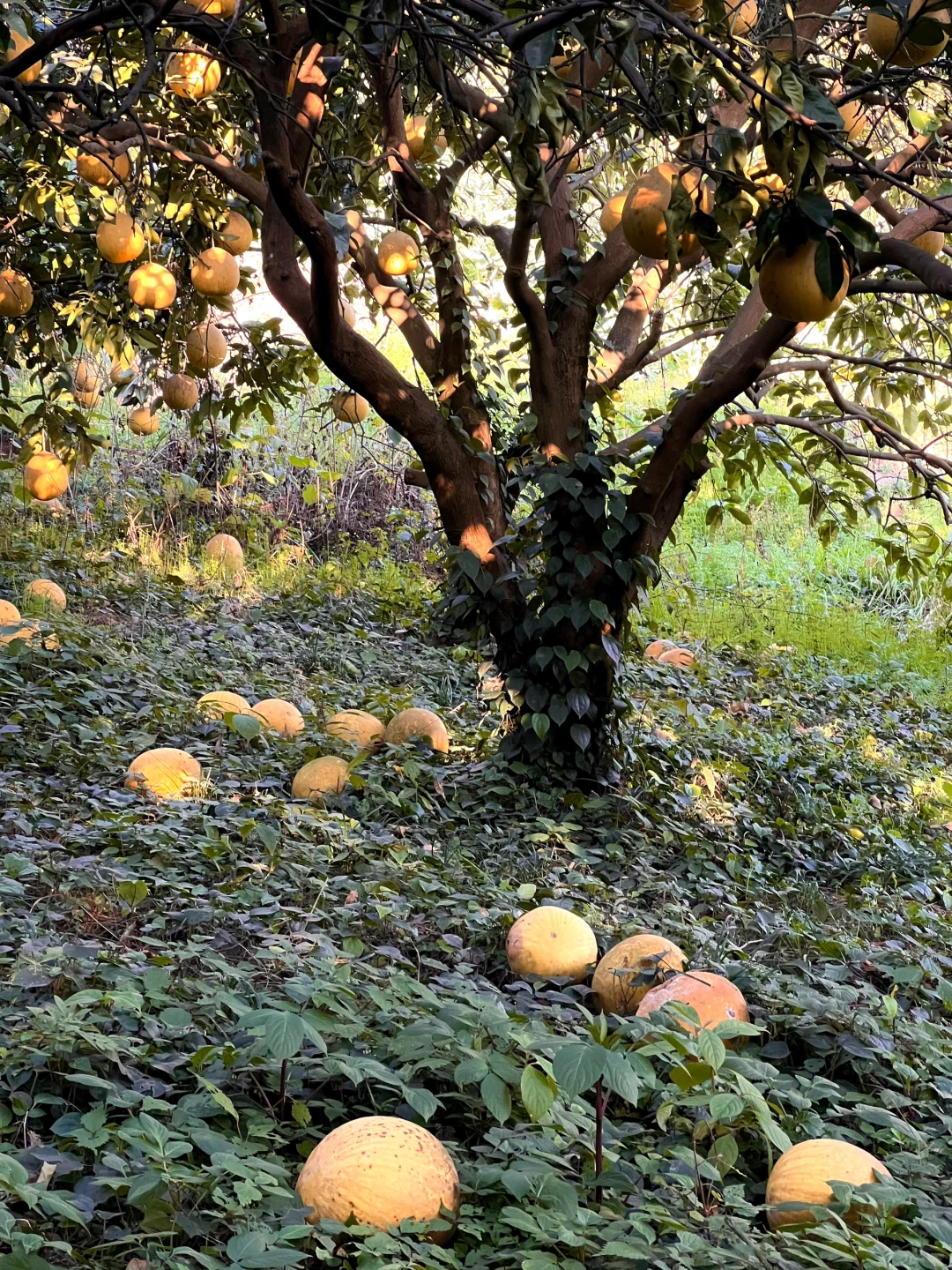 原来助农都是真的…