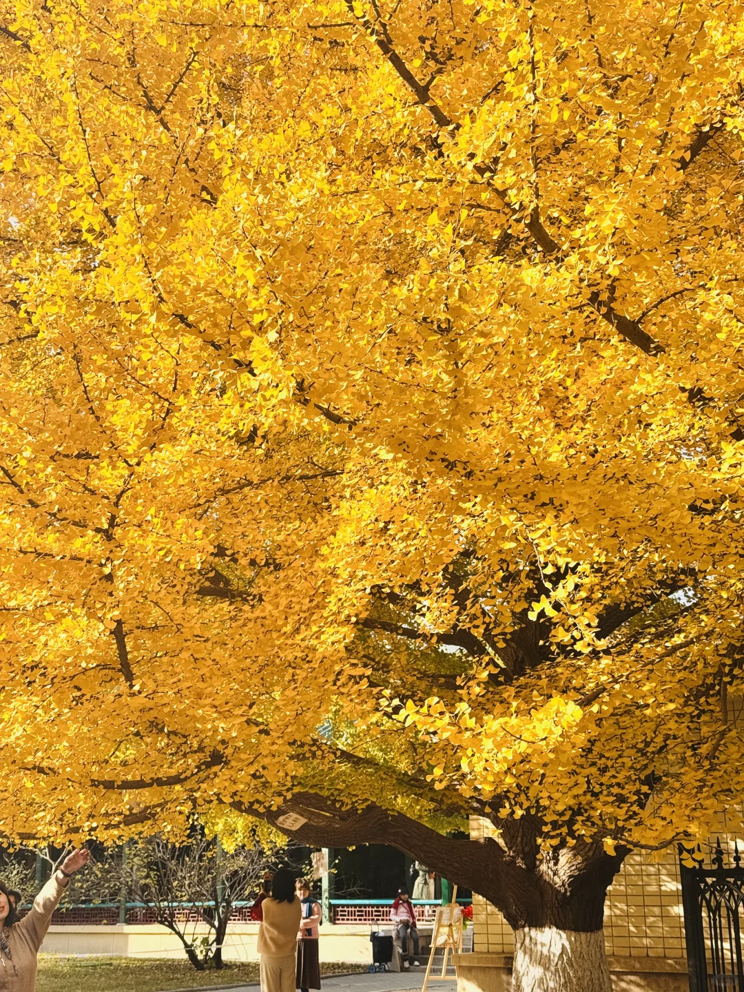 7级大风后❗️北京唯1️⃣幸存的银杏真神树!!!