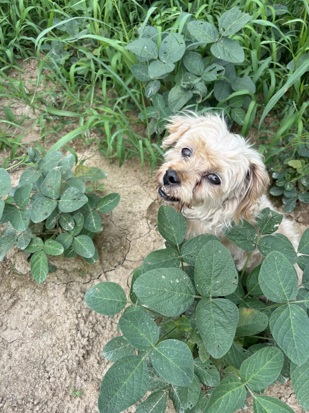 吃糯玉米的季节