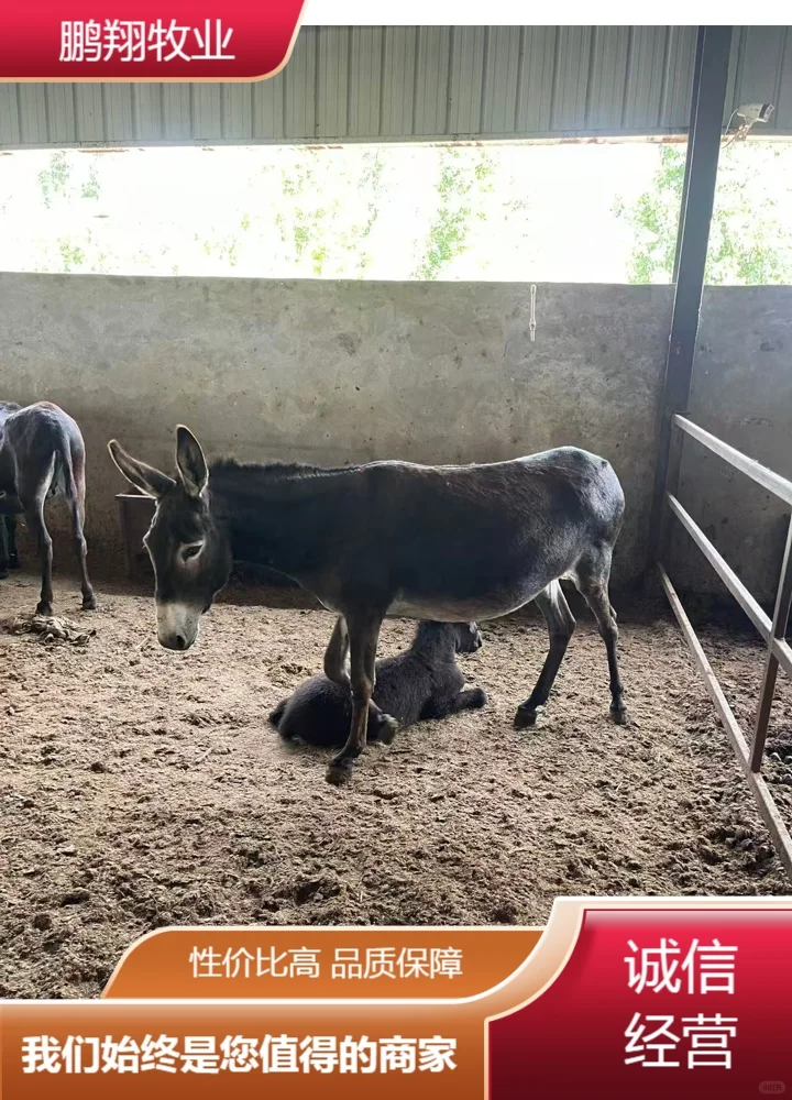鹏翔牧业驴苗