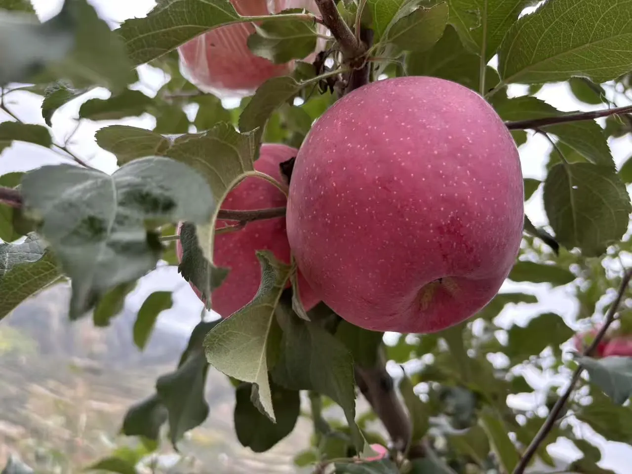 我为爸爸种的静宁苹果代言