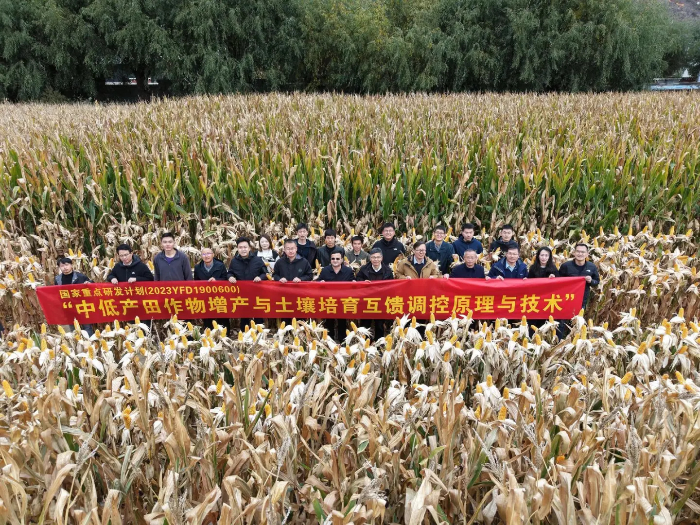 玉米亩产过1800公斤了……