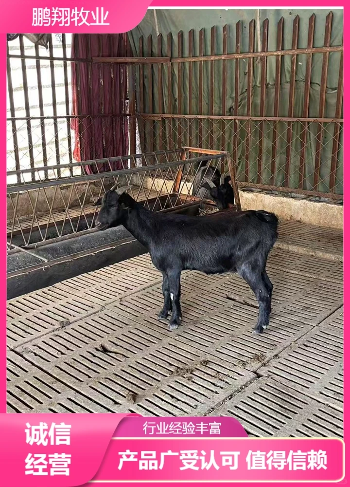 鹏翔牧业美国白山羊