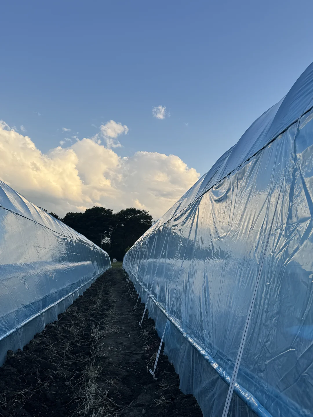 温室大棚步步进行中