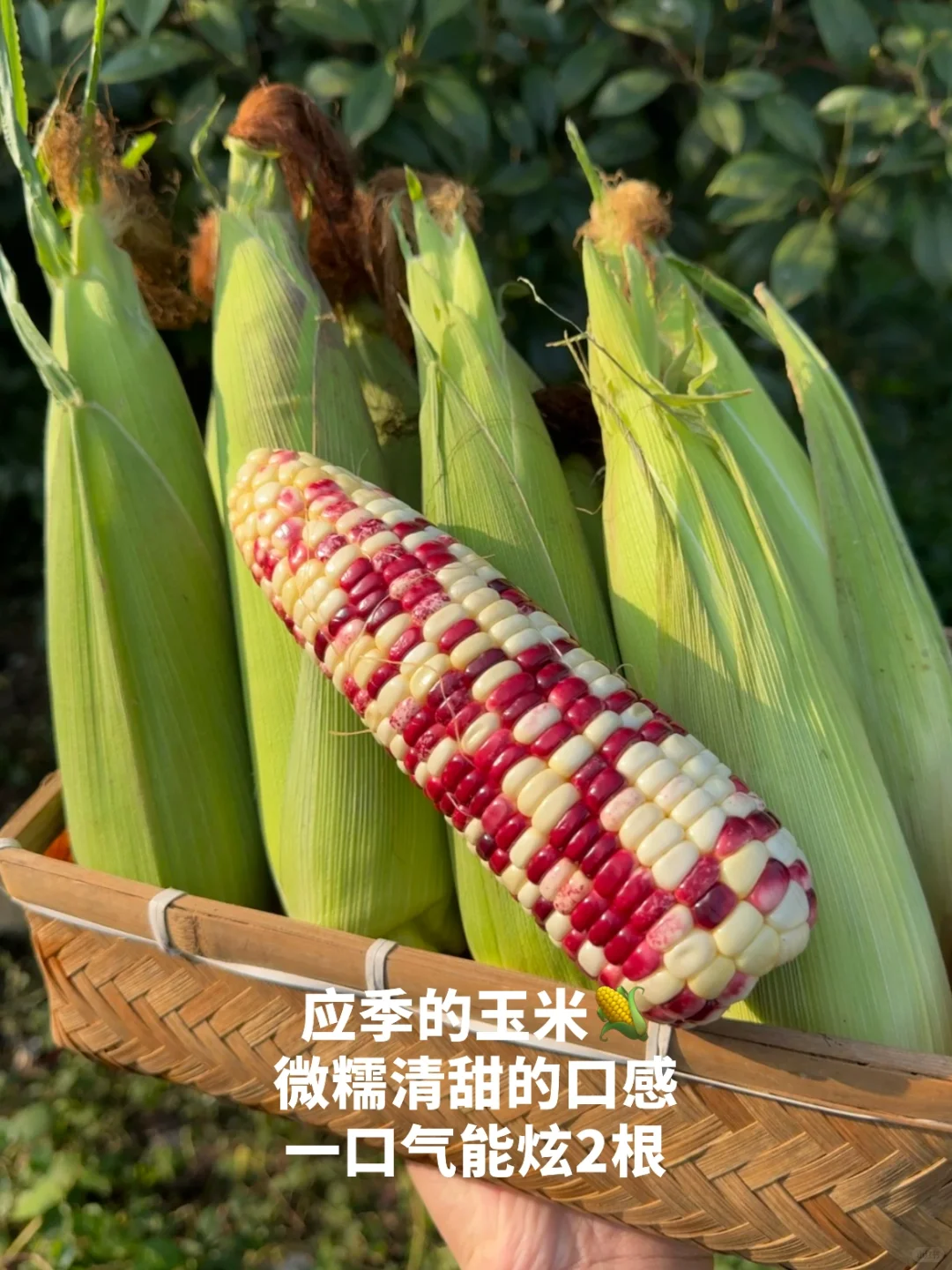 吃一些，有生命力的菜?