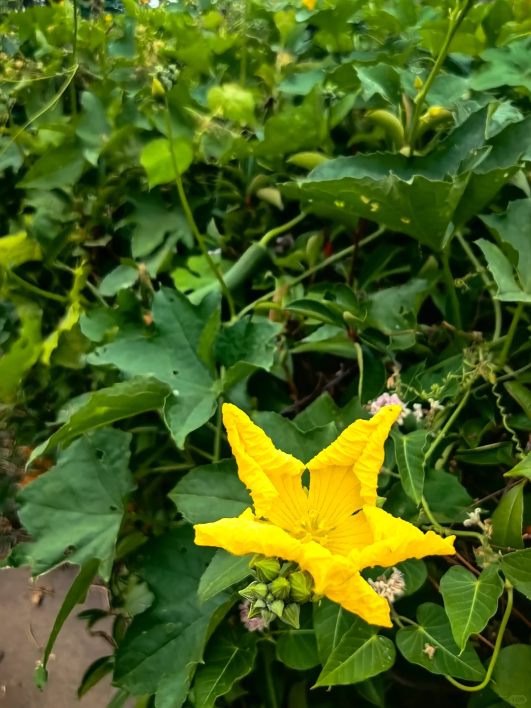 经常在吃 但你认得出几个？??