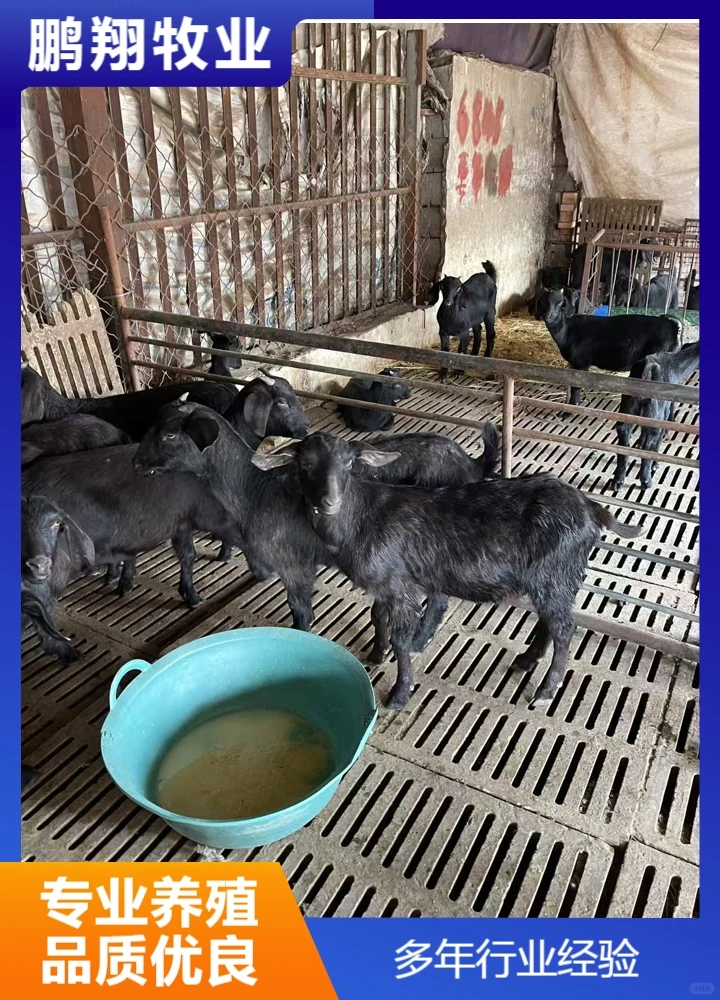 鹏翔牧业宠物羊