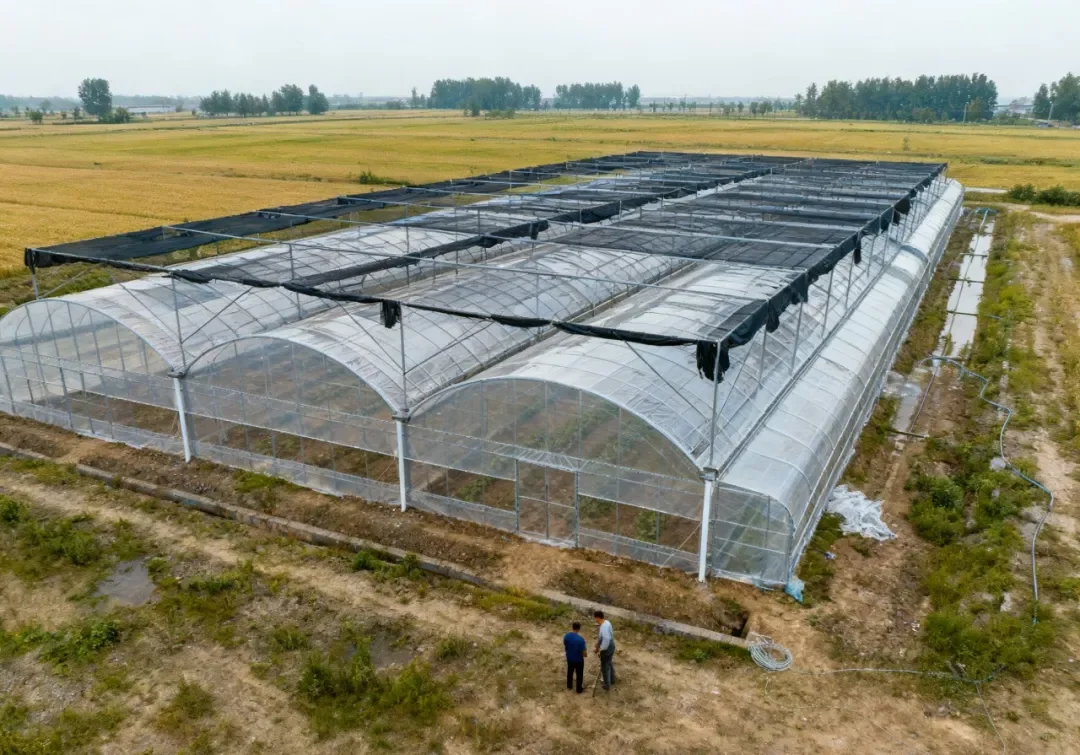 《新棚友》连栋薄膜温室大棚简介