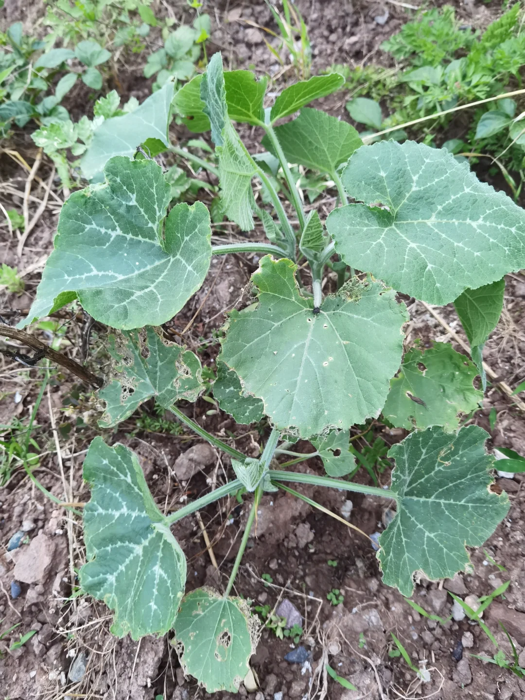 大家来猜猜这些分别是什么农作物