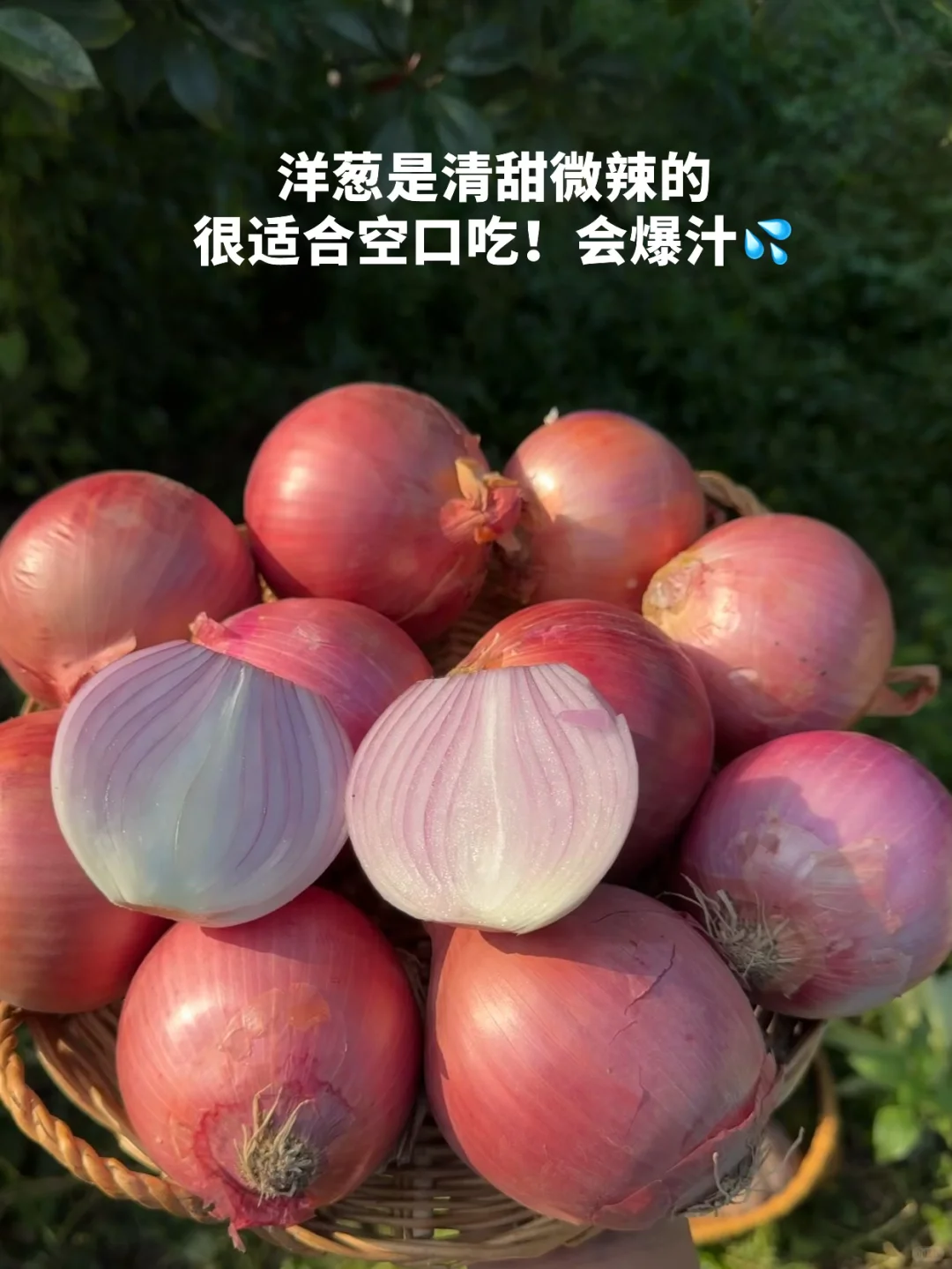 吃一些，有生命力的菜?