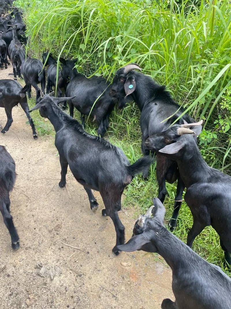 养羊不用再累成狗！这8个科技小玩意挺实用