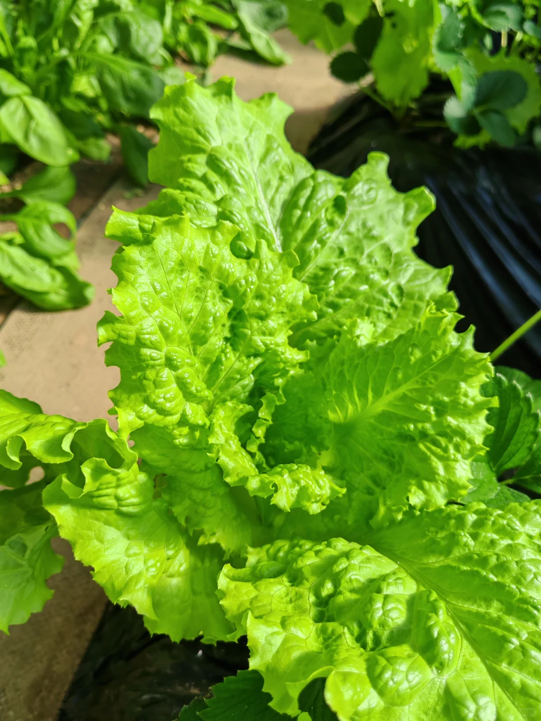 在温室大棚的感觉真的太好了!