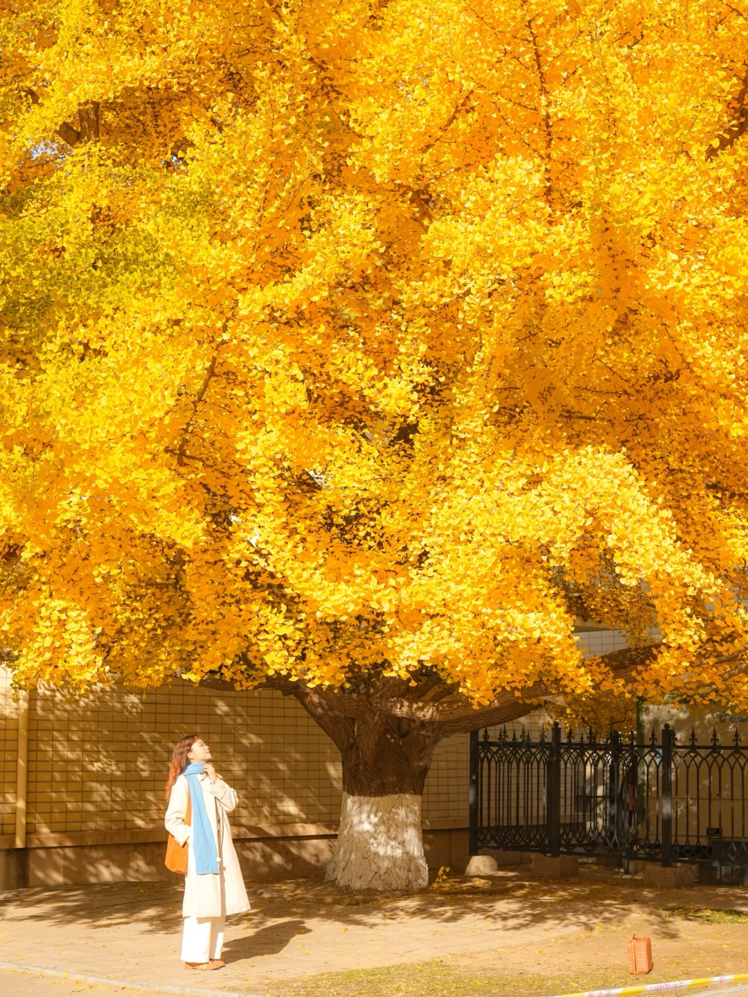 7级大风后❗️北京唯1️⃣幸存的银杏真神树!!!
