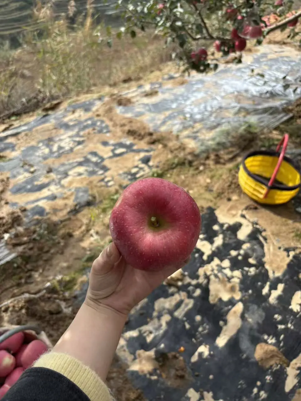 我为爸爸种的静宁苹果代言