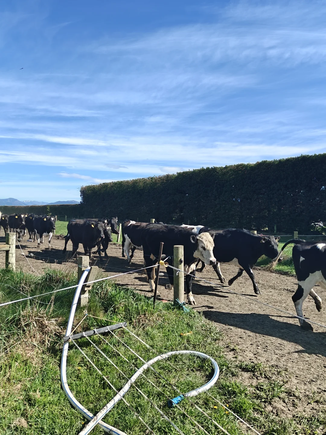 whv在新西兰放牛时薪27刀,一周50小时