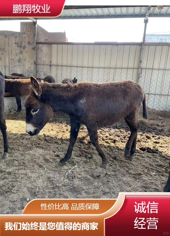 鹏翔牧业毛驴