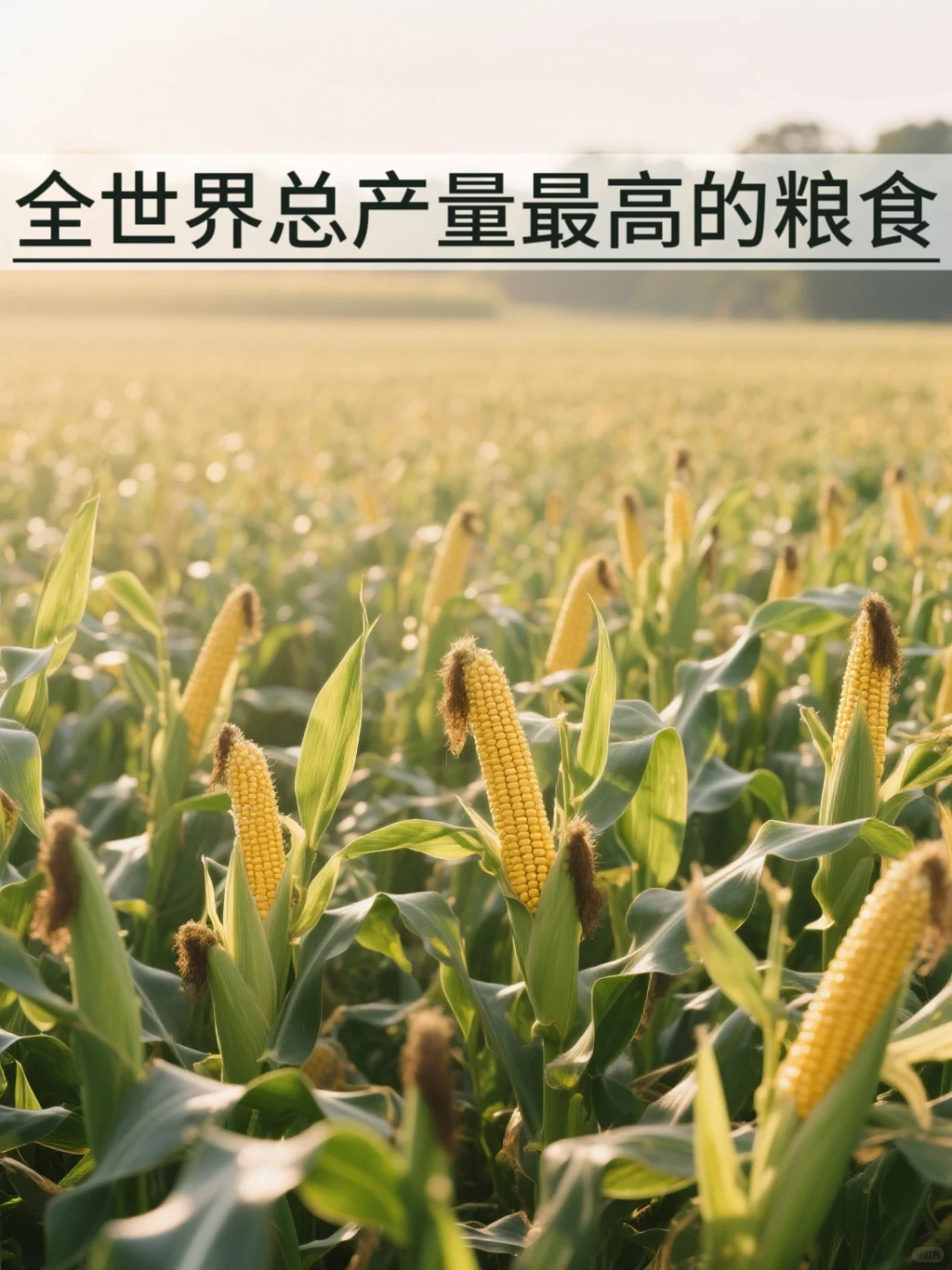 全世界总产量最高的粮食是什么？