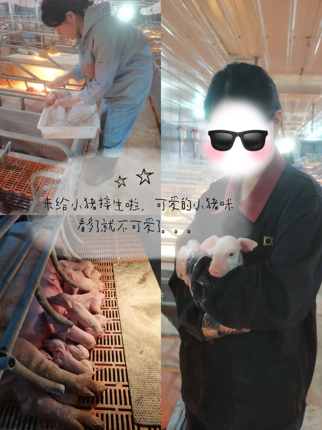 23在读女大|在猪场实习的两个月