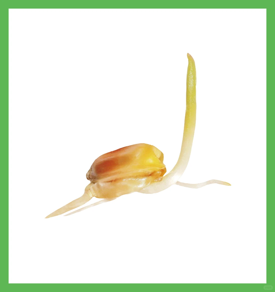 植物素材9-玉米、大豆成长周期序列卡