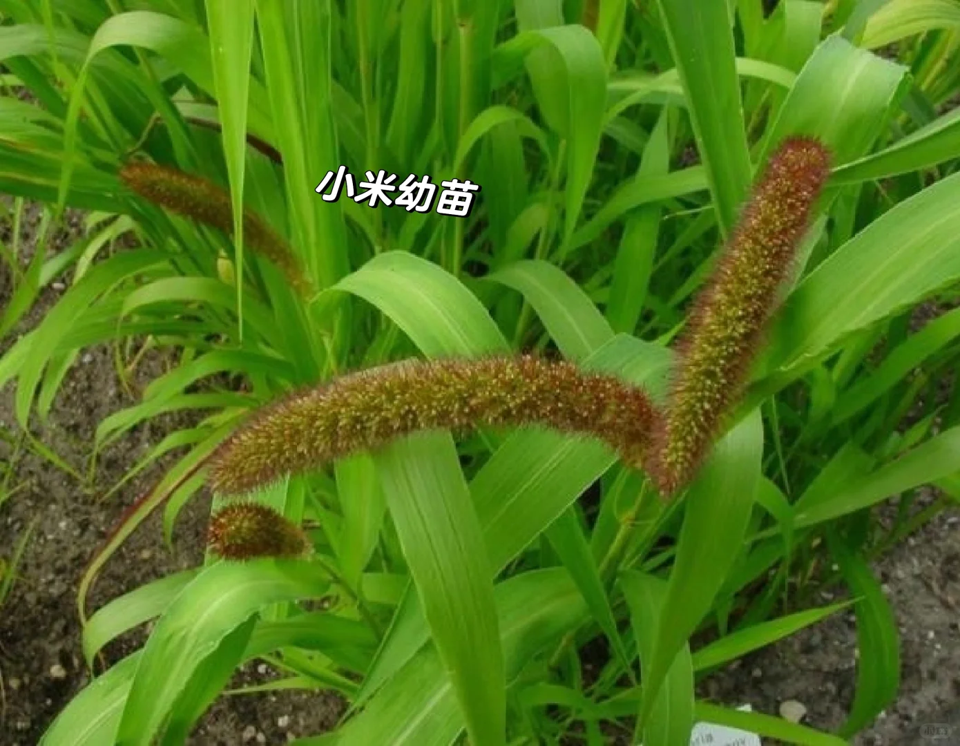 你知道粟、黍、小麦，水稻分别是指什么吗？