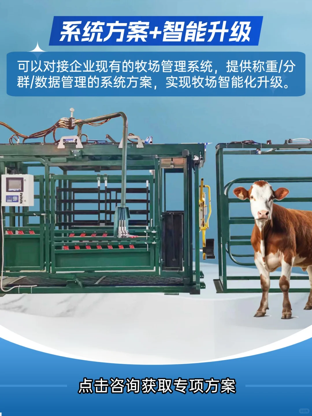 科技牧场 | 智能称重分群,效率安全双提升