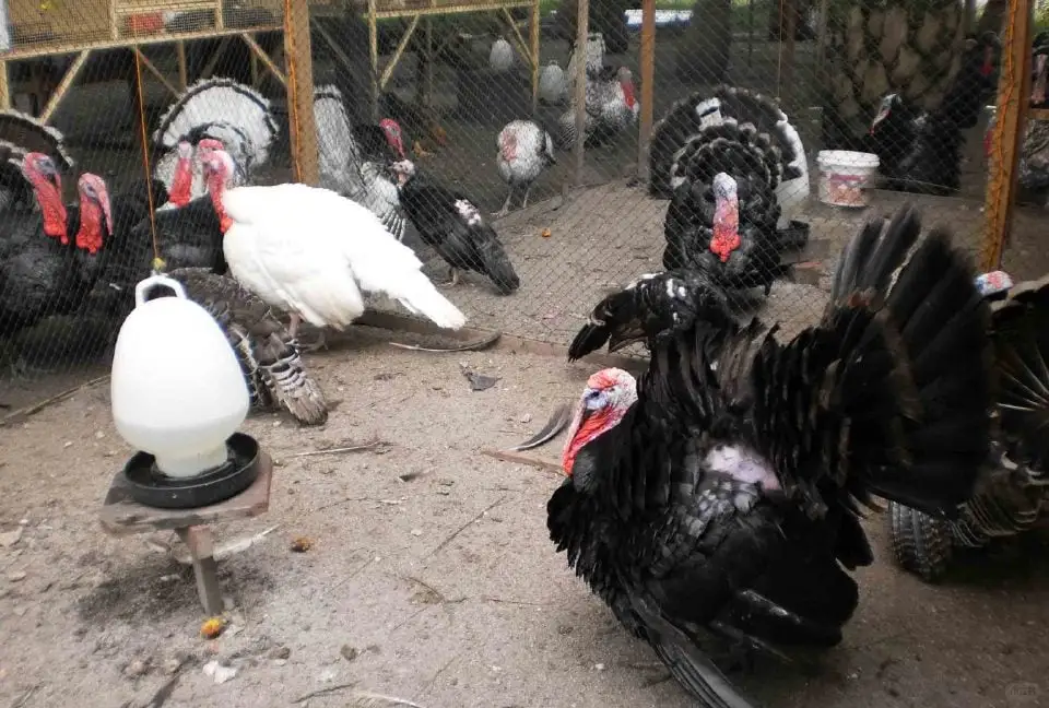 赚钱的火鸡养殖模式