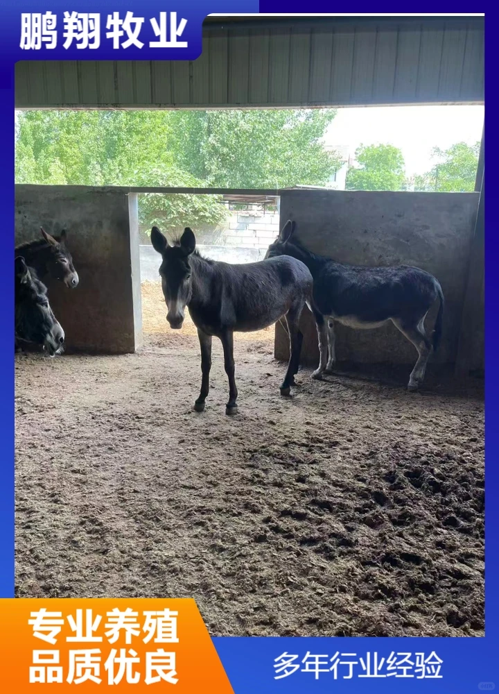 鹏翔牧业德州黑驴