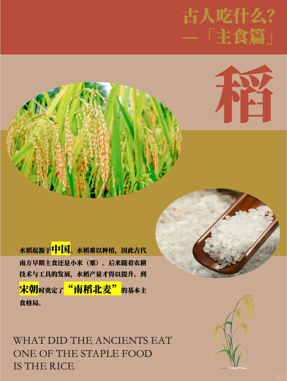 古人吃什么主食？粟、黍、麦、稻、菽！